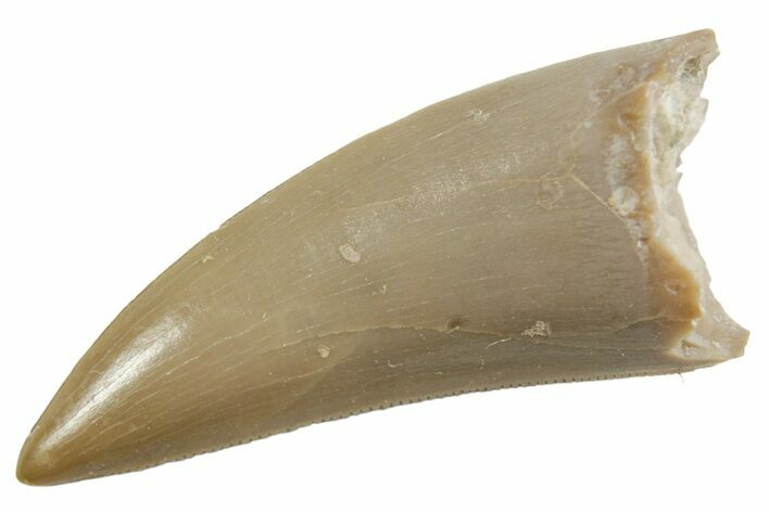 Serrated, Triassic Reptile (Postosuchus?) Tooth - Arizona #362426